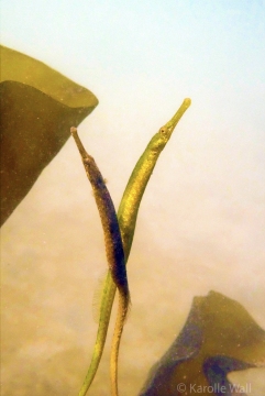 Mating Pipefish