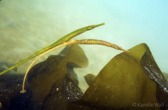 Mating Pipefish
