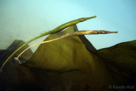 Mating Pipefish