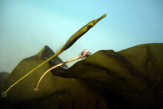 Mating Pipefish