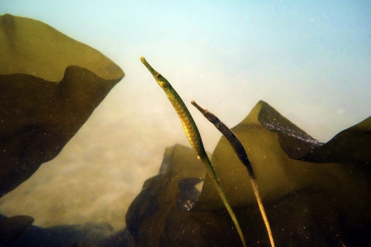 Mating Pipefish