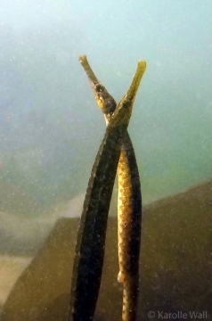 Mating Pipefish