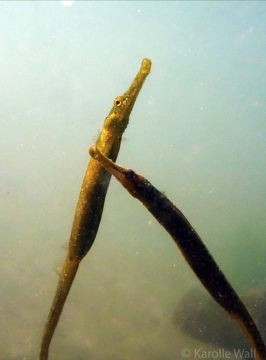 Mating Pipefish