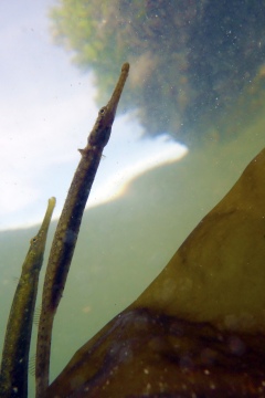 Mating Pipefish