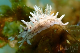 Bermudella pellucida Bermudella pellucida