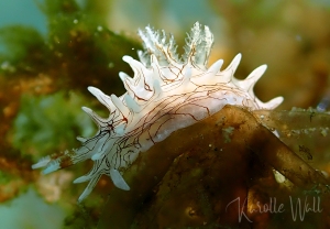 Bermudella pellucida