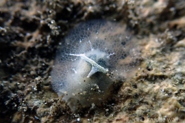 Berthella pellucida Berthella pellucida