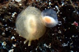 Berthellina Sp. #1 Berthellina Sp. #1