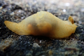 Gymnodoris bicolor Gymnodoris bicolor