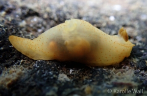 Gymnodoris bicolor