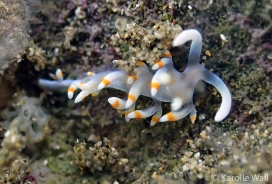 Samla bicolor