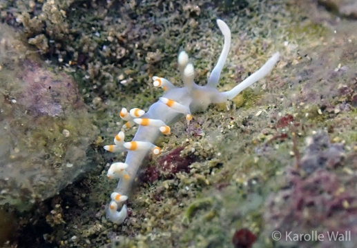 Samla bicolor
