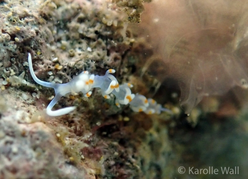 Samla bicolor