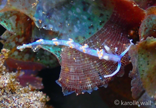 Samla bicolor
