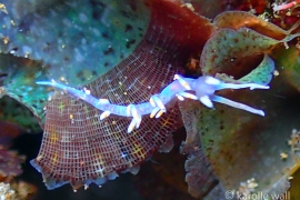 Samla bicolor Samla bicolor