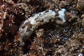 Biuve cf. fulvipunctata Biuve cf. fulvipunctata