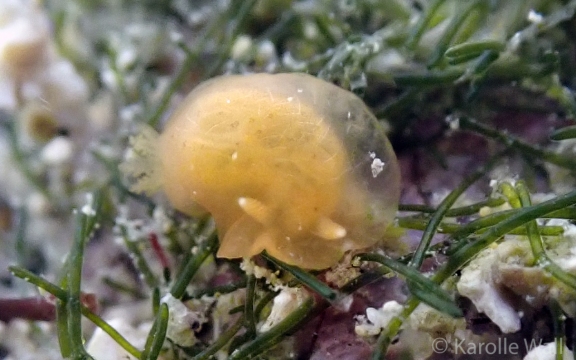 Juvenile Black Dendrodoris