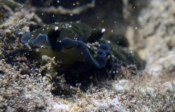 Black Dendrodoris, White-tipped Rhinophores