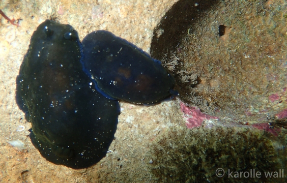 Two Black Dendrodoris, Common by Sea Hare Bottom Right