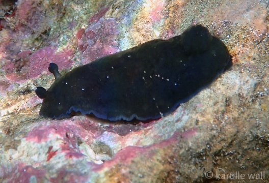 Black Dendrodoris