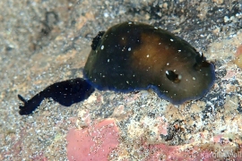 Black Dendrodoris and juvenile Black Dendrodoris and juvenile