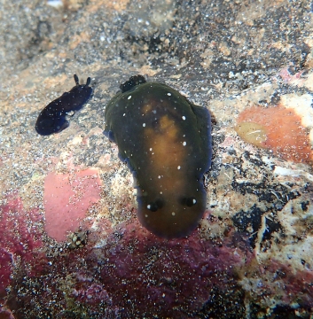 Black Dendrodoris and juvenile