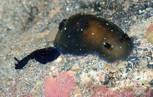 Black Dendrodoris and juvenile