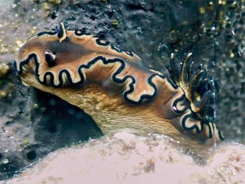 Alan-Black-Margin-nudi-aug-2020