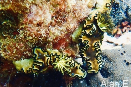 Black-margin, Doriprismatica atromarginata Black-margin, Doriprismatica atromarginata