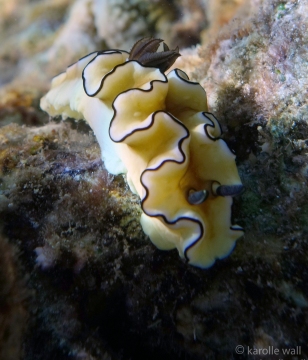 Doriprismatica atromarginata