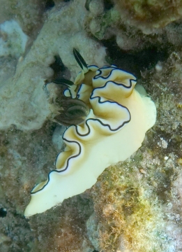 Doriprismatica atromarginata