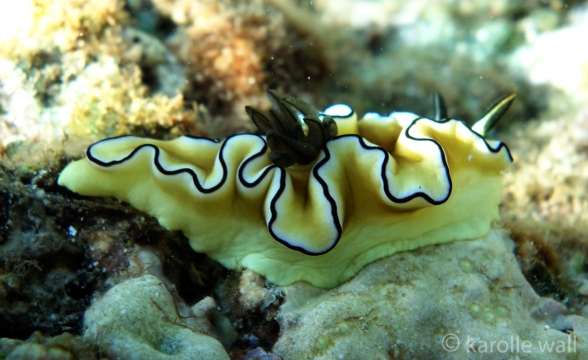 Black-margined glossodoris