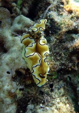 Black-margined glossodoris
