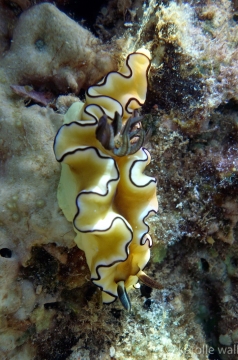 Black-margined glossodoris