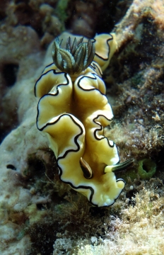 Doriprismatica atromarginata