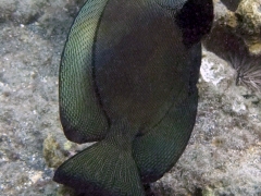 Black Surgeonfish