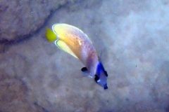 Blacklip Butterflyfish, Chaetodon kleinii