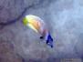 Blacklip Butterflyfish, Chaetodon kleinii
