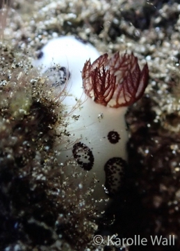 Gills Close-up, Jorunna funebris