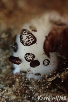 Black-spot or Funeral Nudibranch