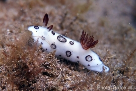 Jorunna Fenebris Jorunna Fenebris