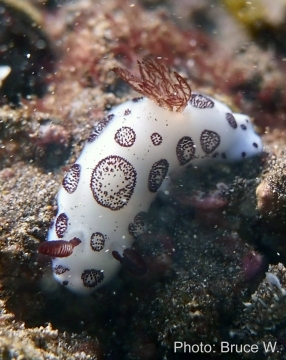 Jorunna fenebris