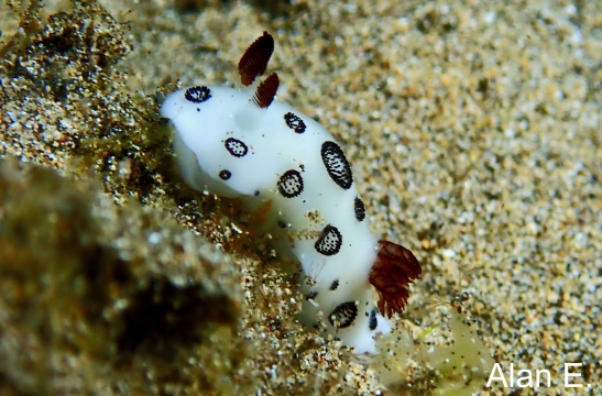 Jorunna Funebris, Black Spot Nudibranch