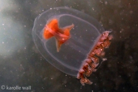 Blob Top Jelly. Neoturris breviconis Blob Top Jelly. Neoturris breviconis
