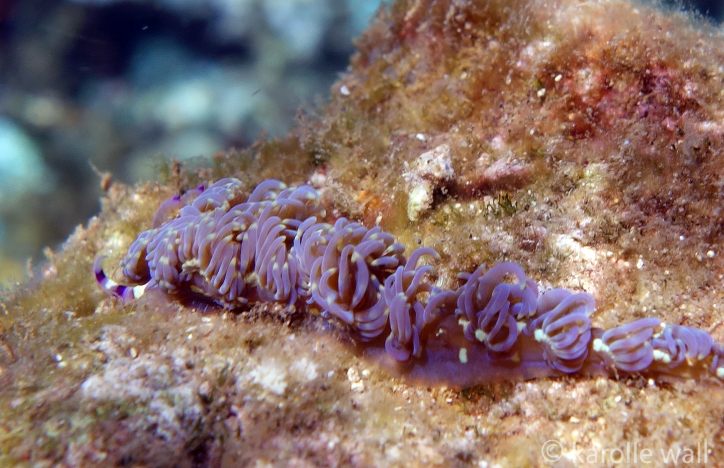 blue dragon nudibranch