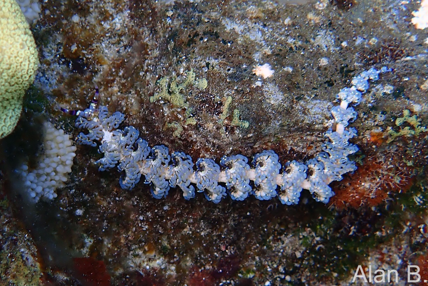 blue dragon nudibranch