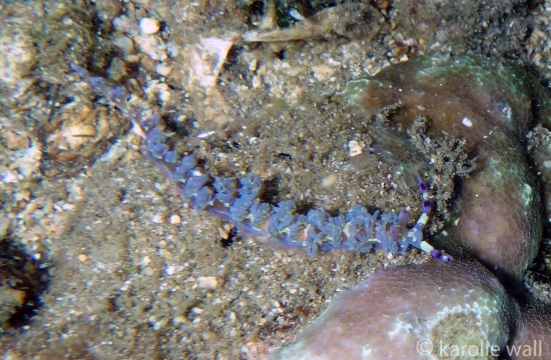 Blue Dragon, Pteraeolidia semperi