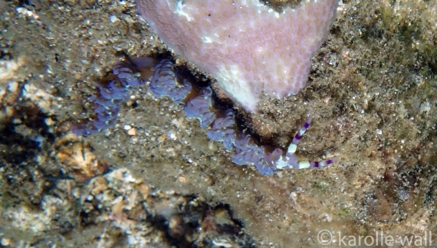 Blue Dragon Nudibranch