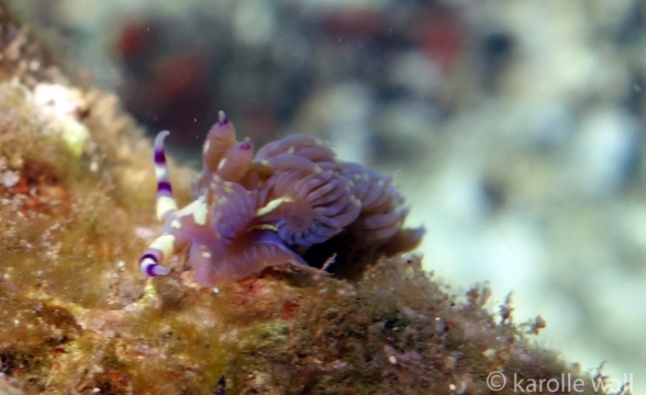 Blue Dragon Nudibranch