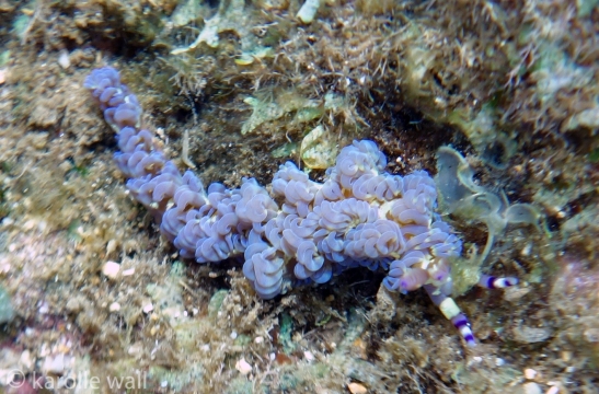 Pteraeolidia semperi